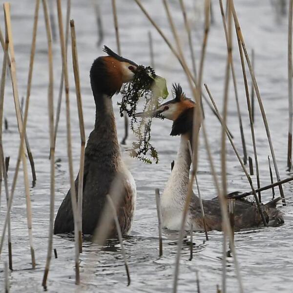 Great Crested Grebes displaying - Will Lewis