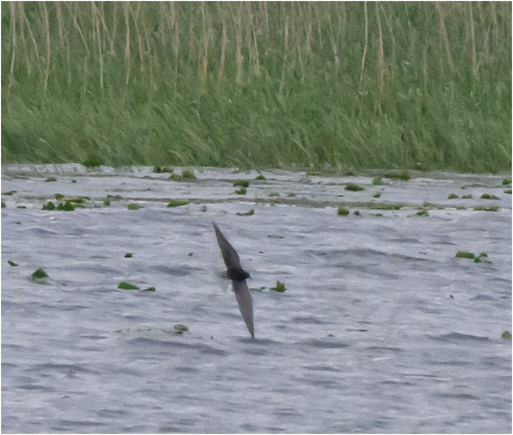 Black tern (record shot)