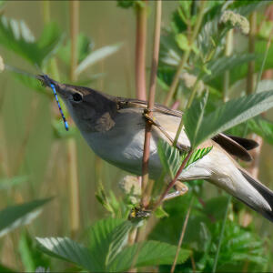 Reed warbler with common blue damselfly
